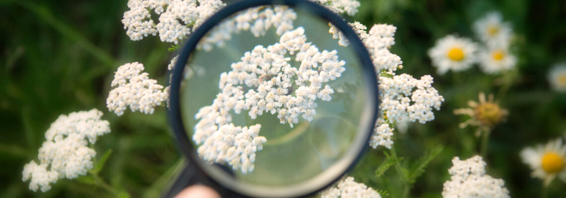 Yarrow with magnifying glass